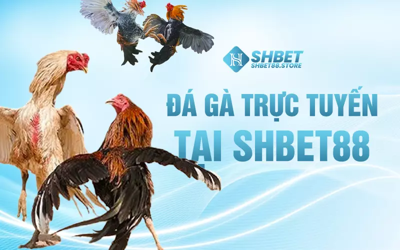 Đá gà trực tuyến tại SHBET88